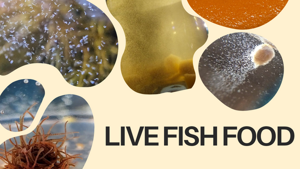 Live Fish Food Canada