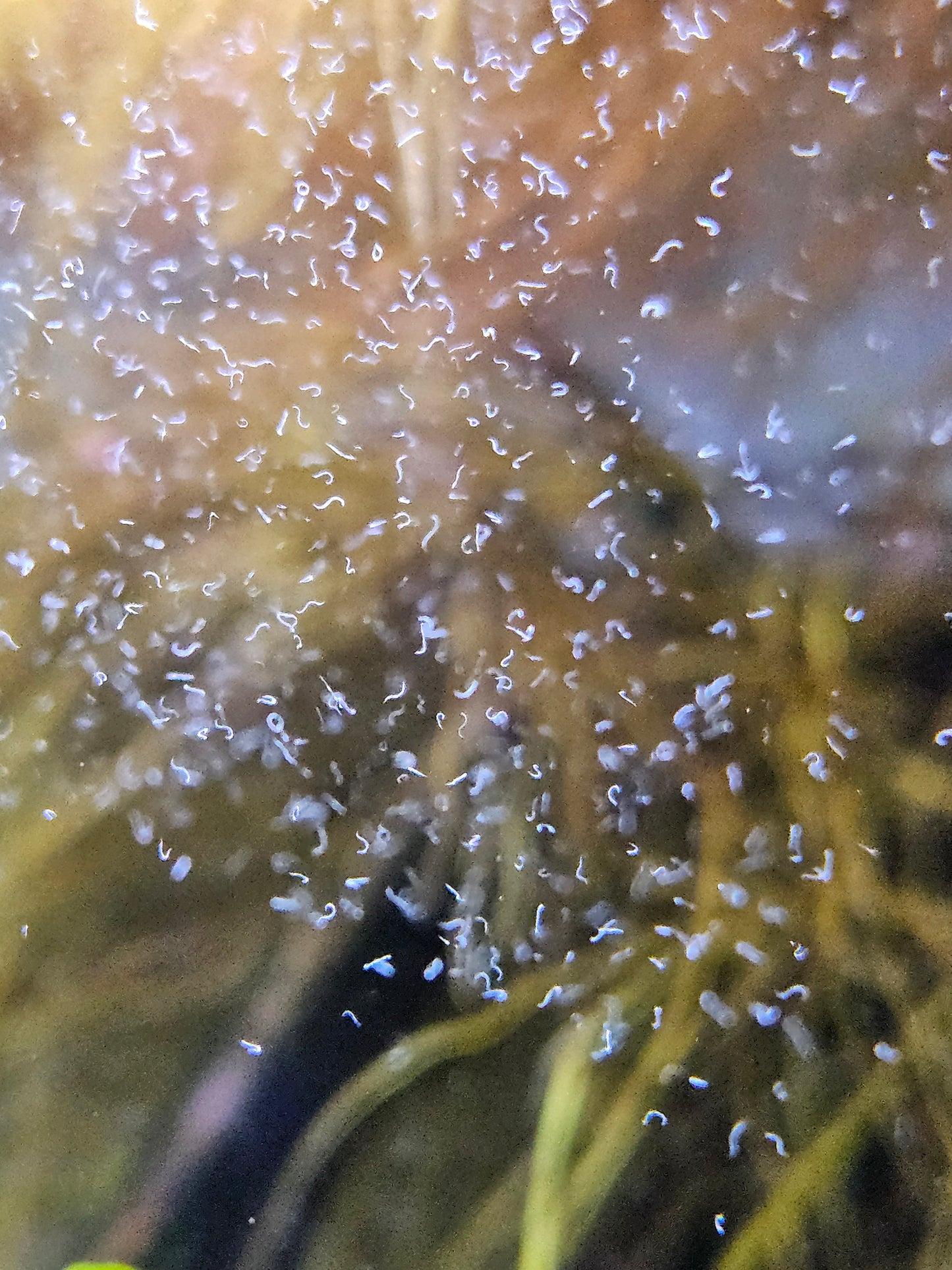 Micro Worms Culture Kit