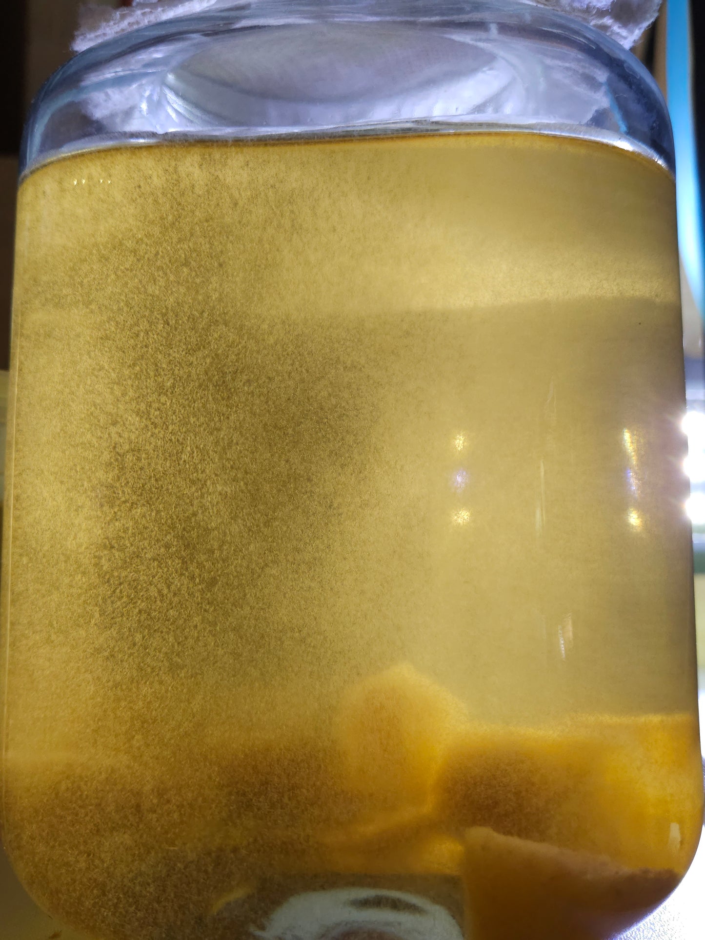 Vinegar Eels Culture Kit