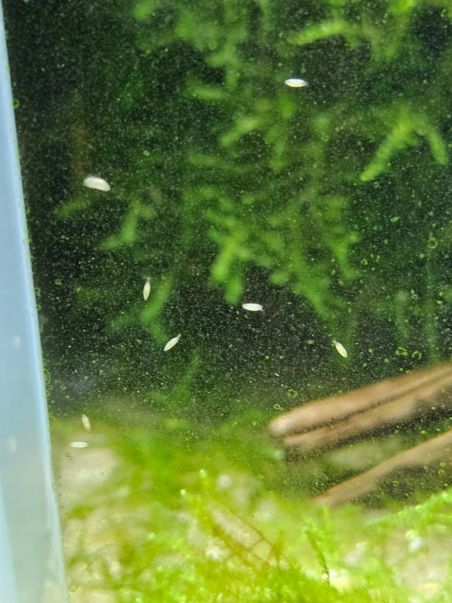 Seed Shrimp Big