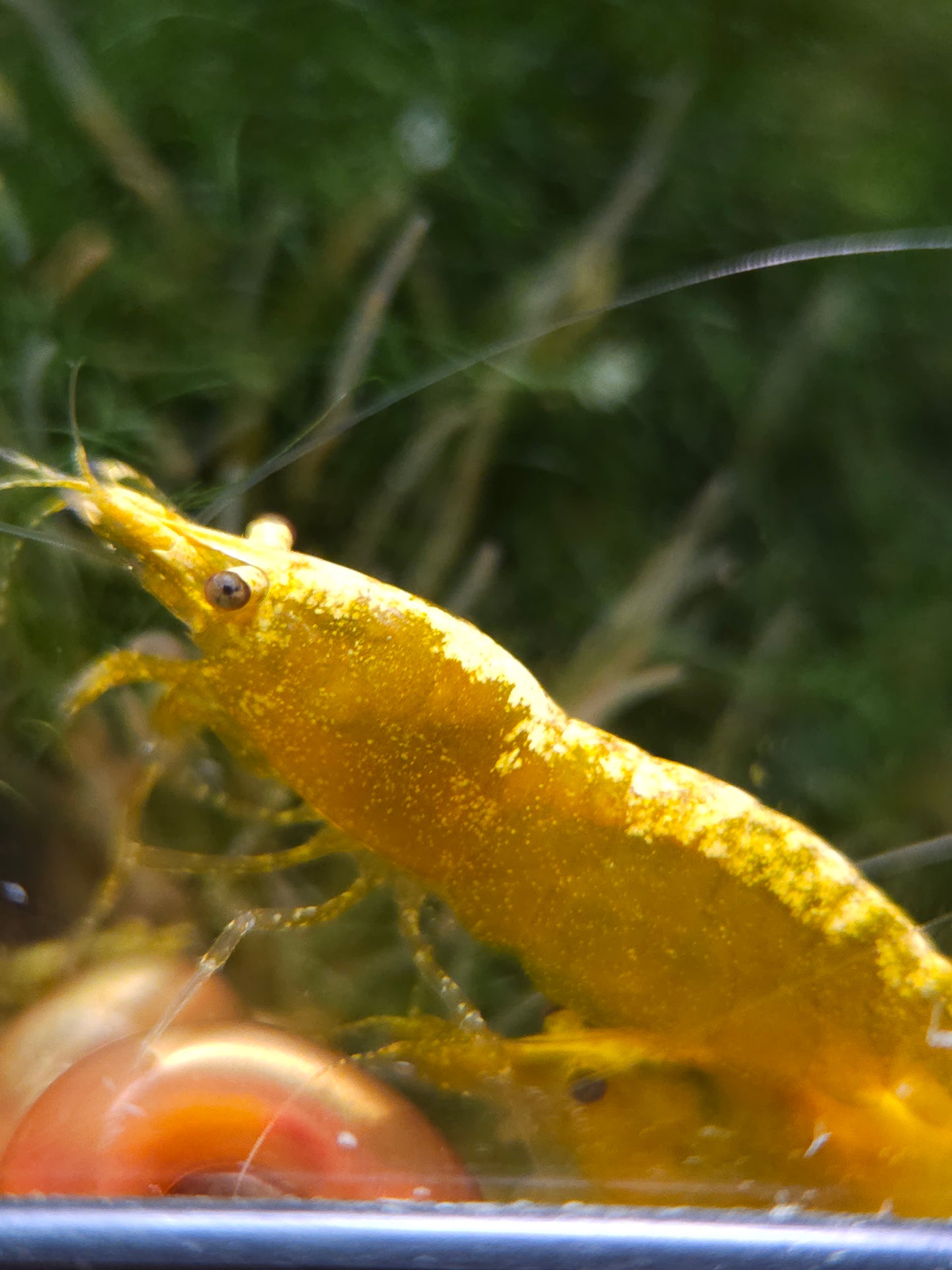 Golden Back Neocaridina