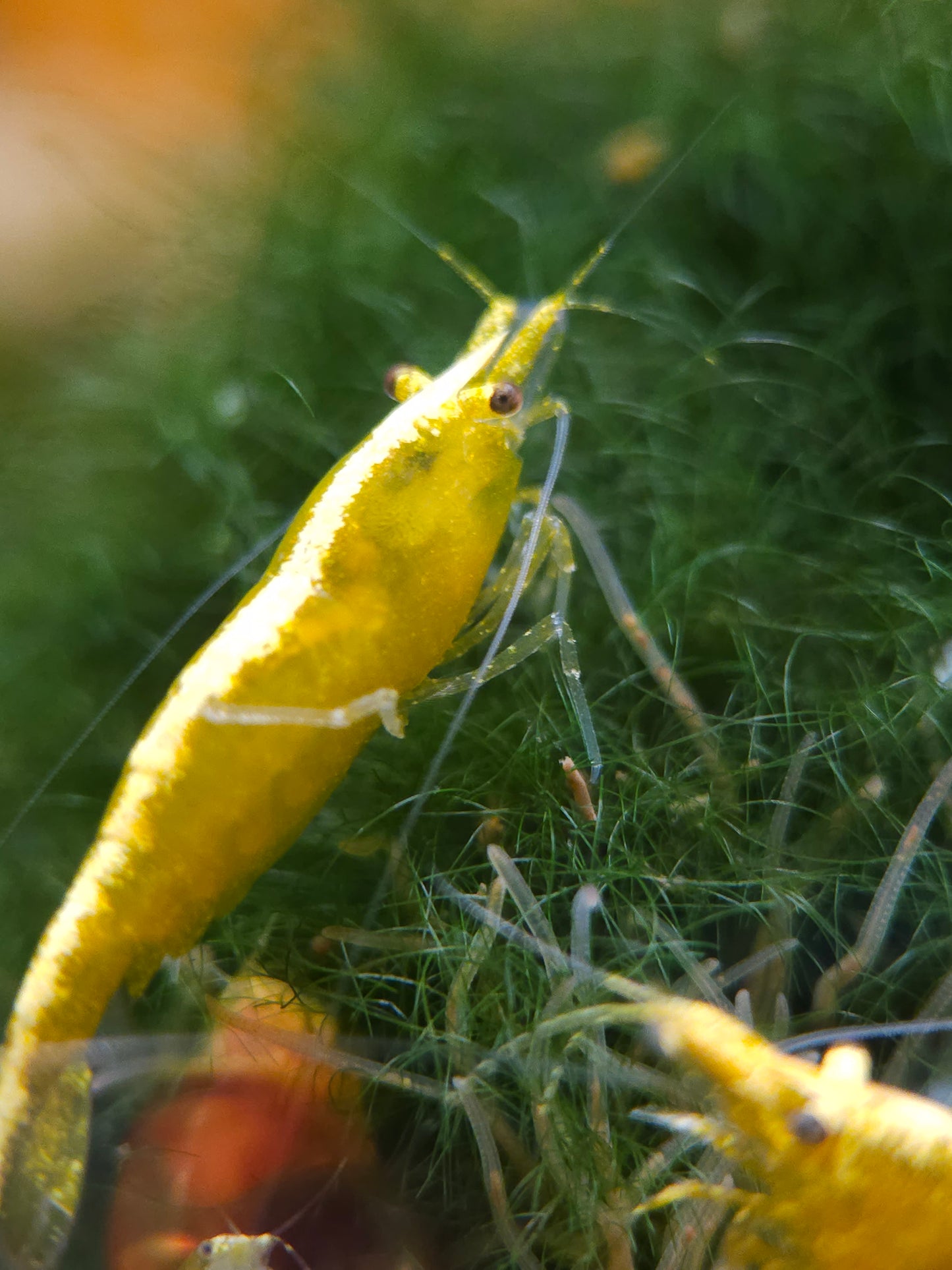 Golden Back Neocaridina