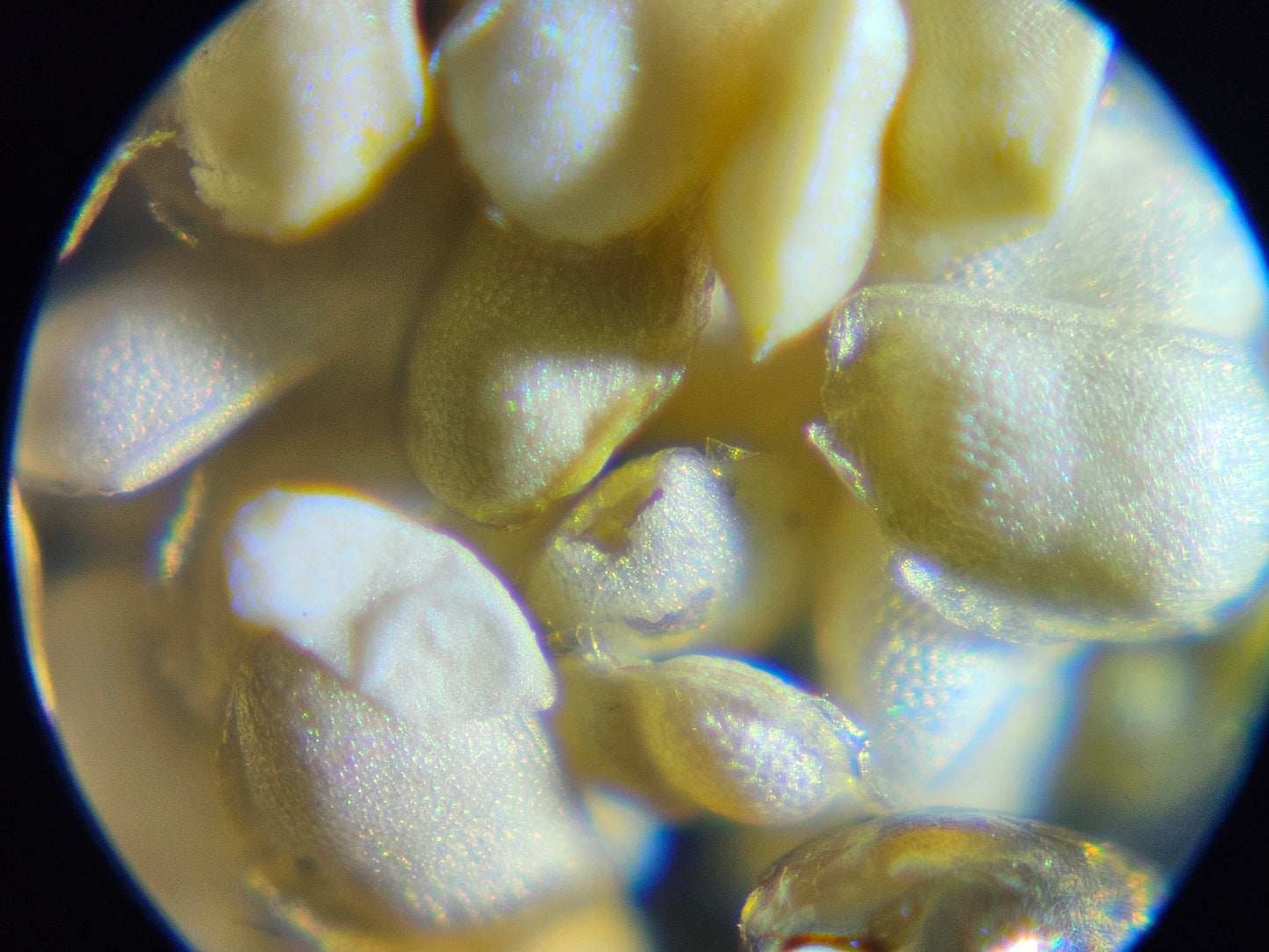 Daphnia Resting Eggs