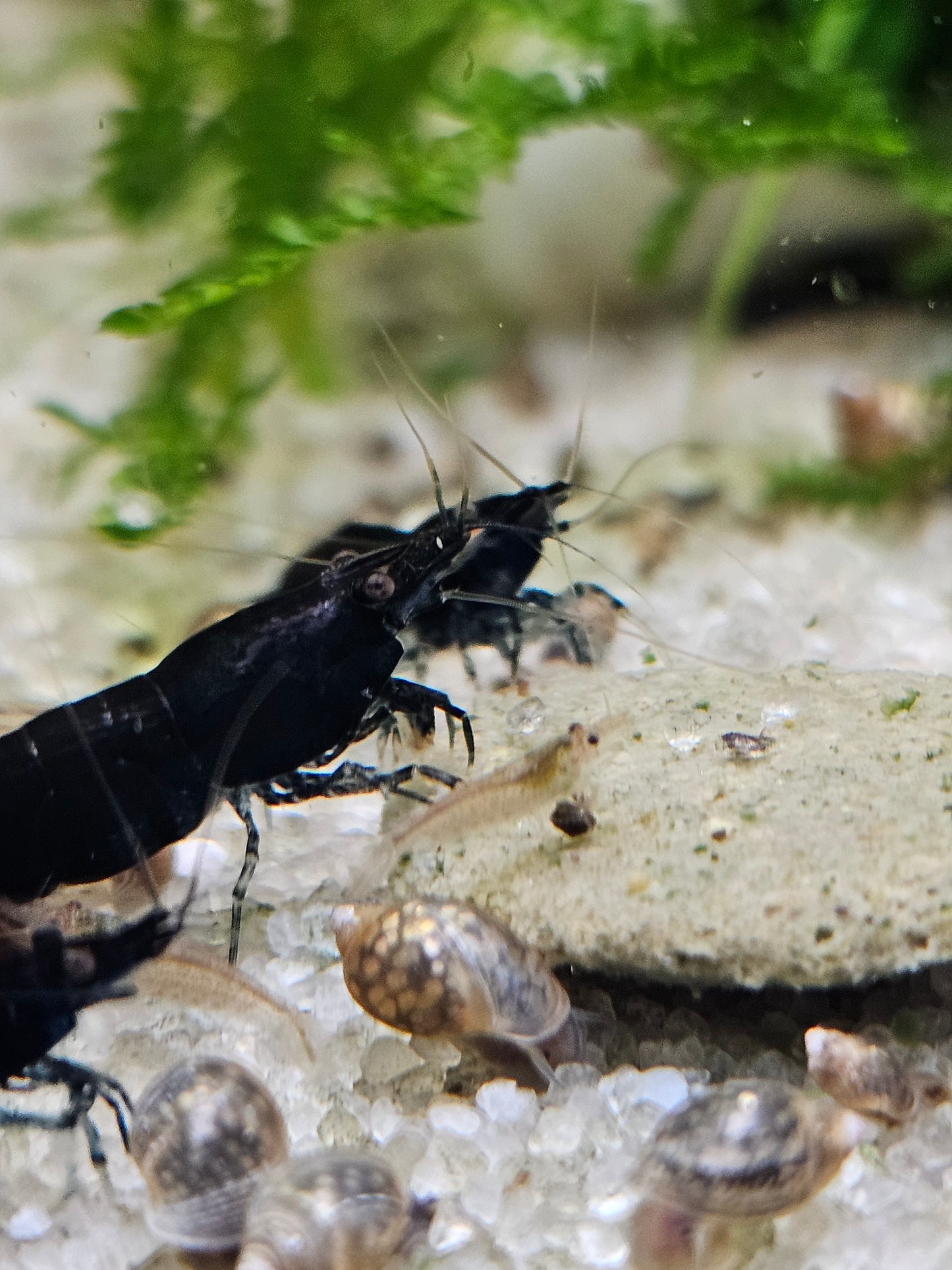 Midnight Blue Neocaridina