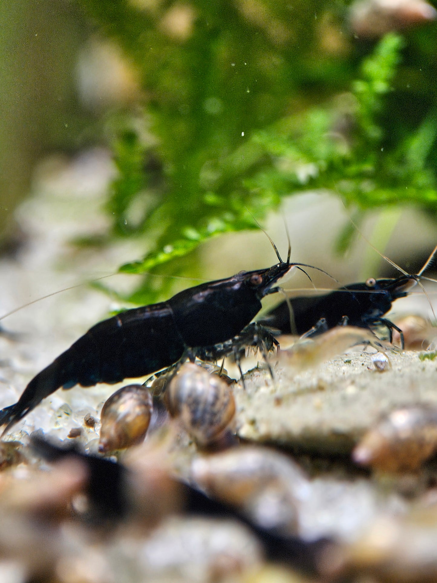 Midnight Blue Neocaridina