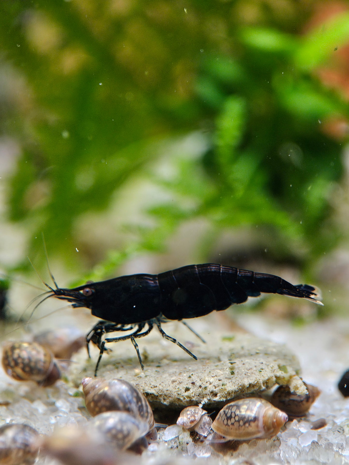Midnight Blue Neocaridina