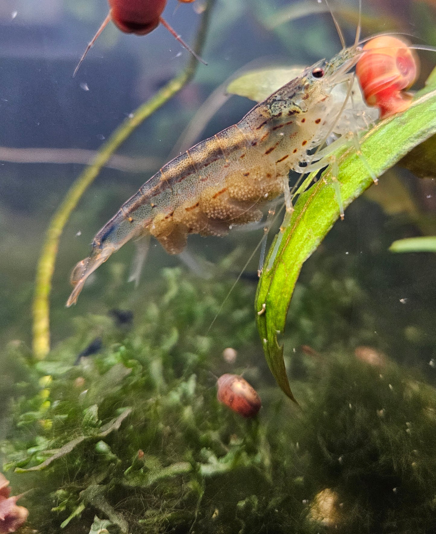 Orange Amano Shrimp