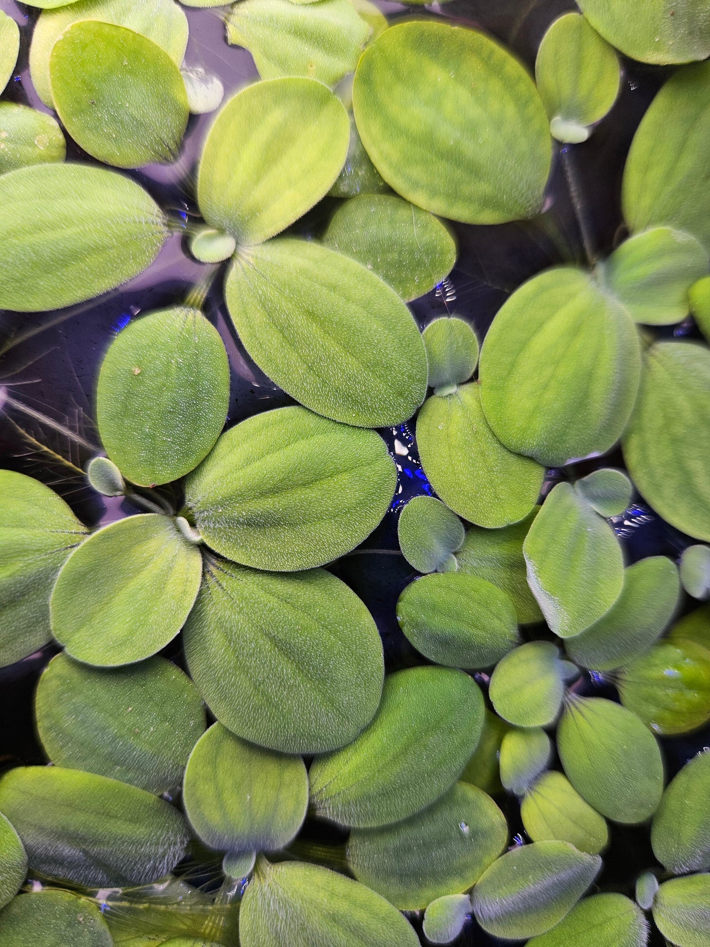 Dwarf Water Lettuce