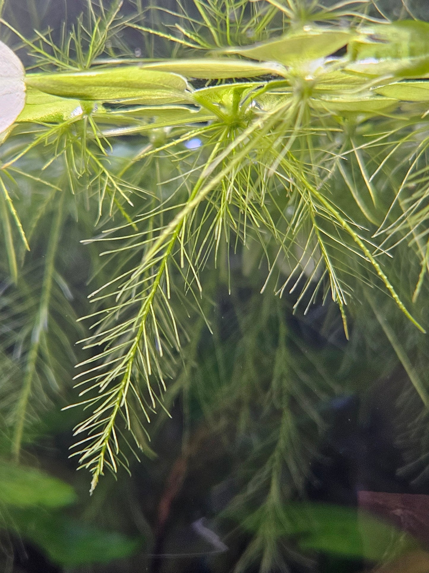 Dwarf Water Lettuce