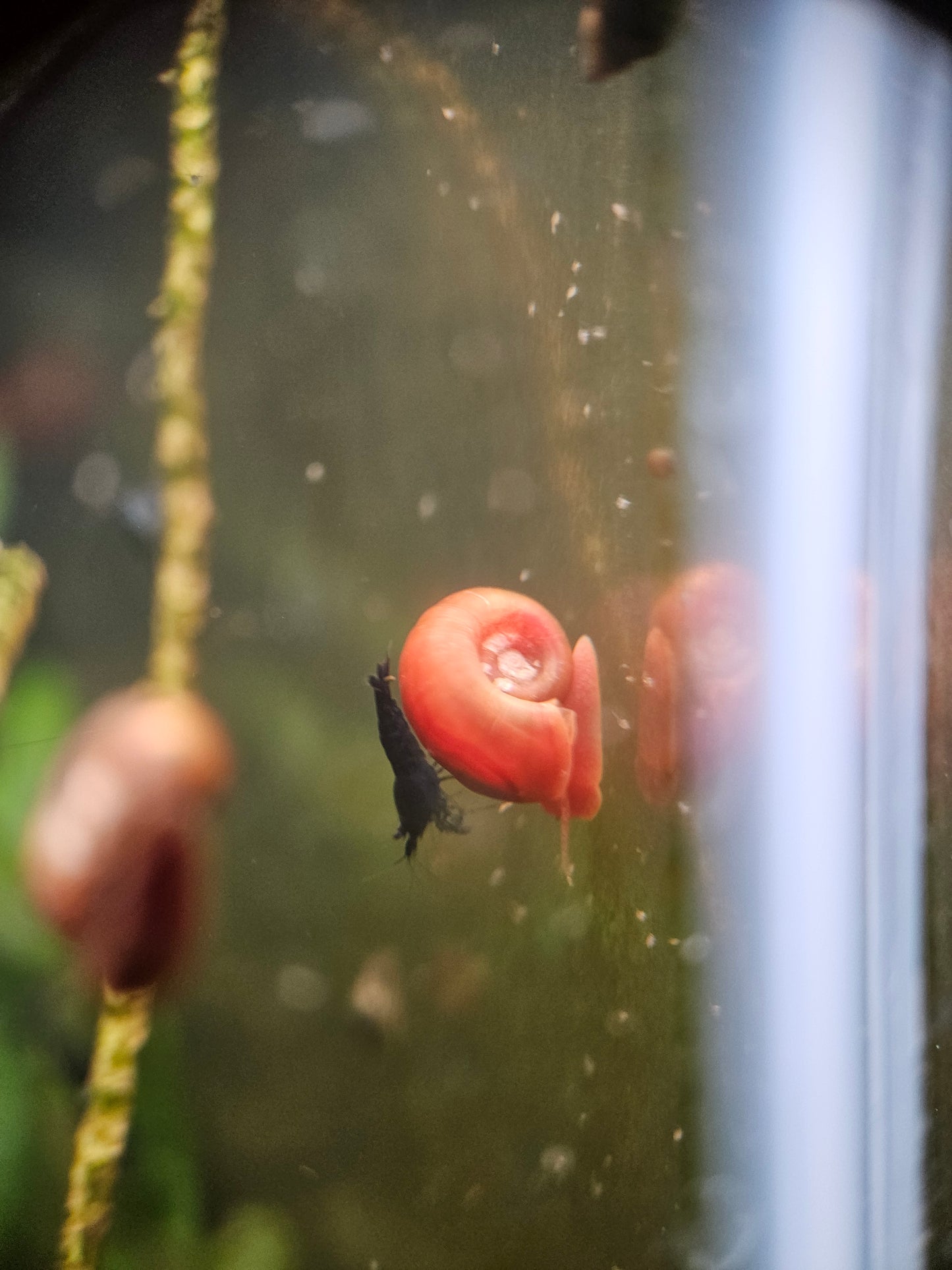 Ramshorn Snails (12)