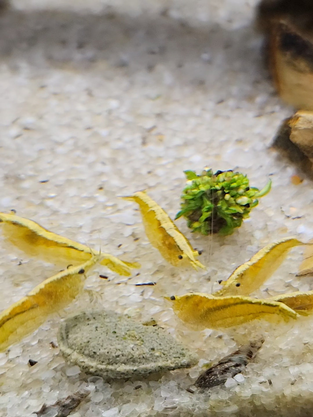 Golden Back Neocaridina