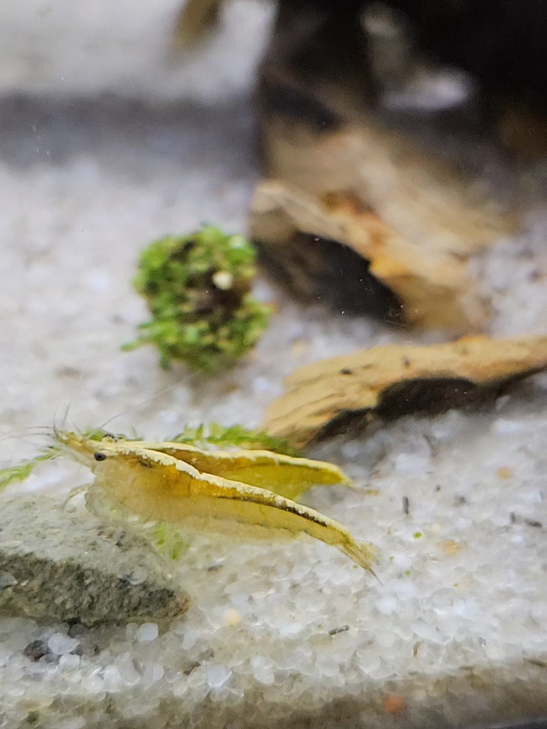 Golden Back Neocaridina