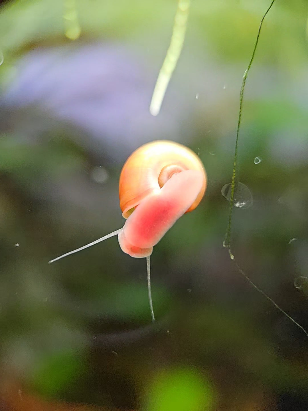 Ramshorn Snails (100)