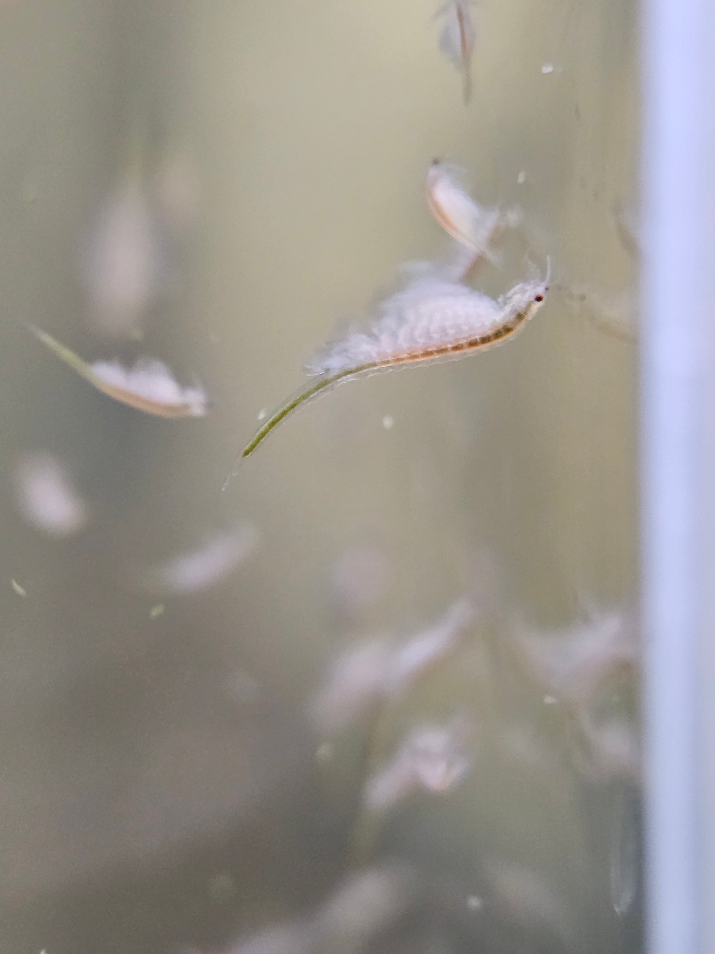Live Baby Brine Shrimp