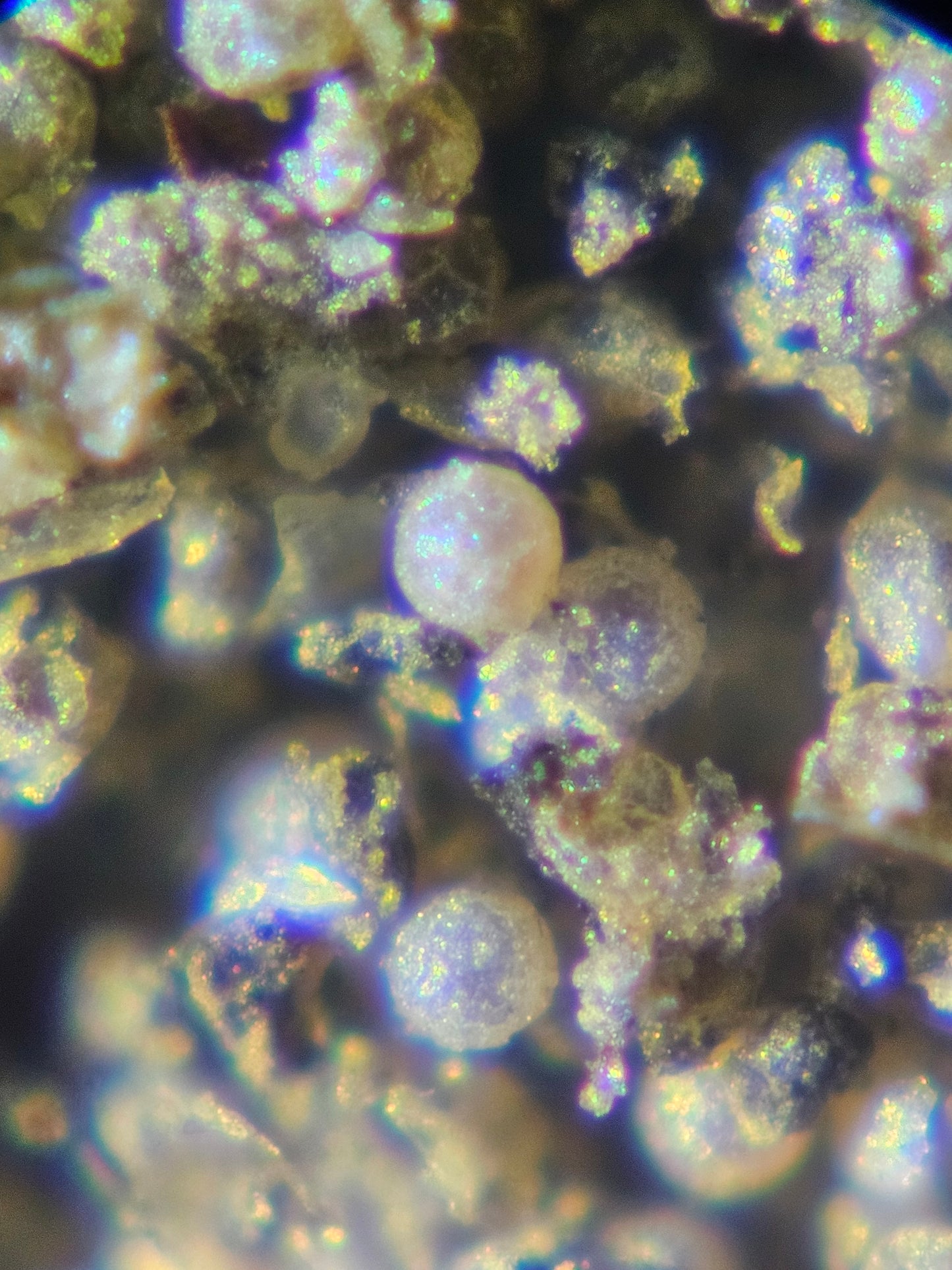 Seed Shrimp Resting Eggs