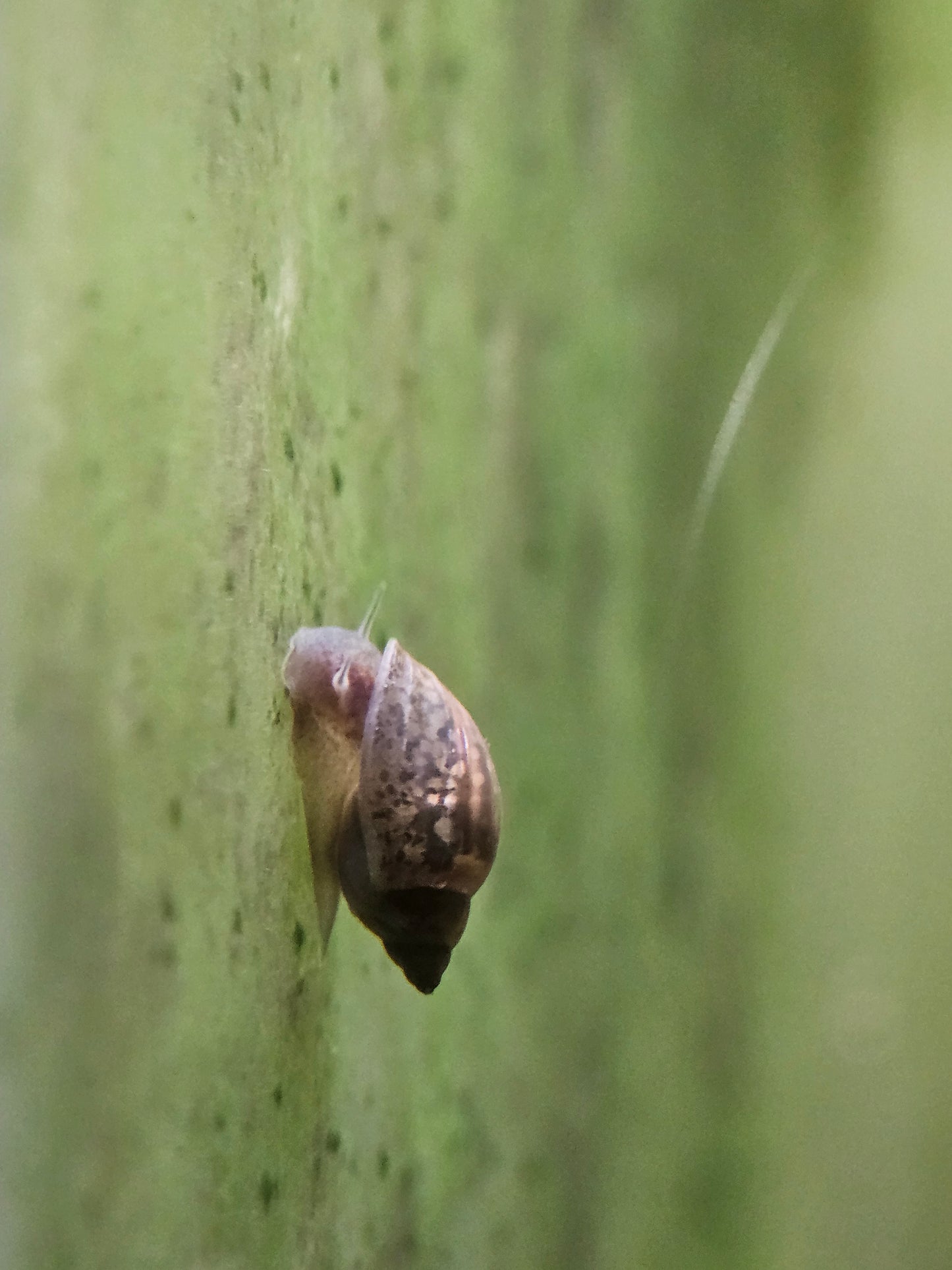 Bladder Snails (15)