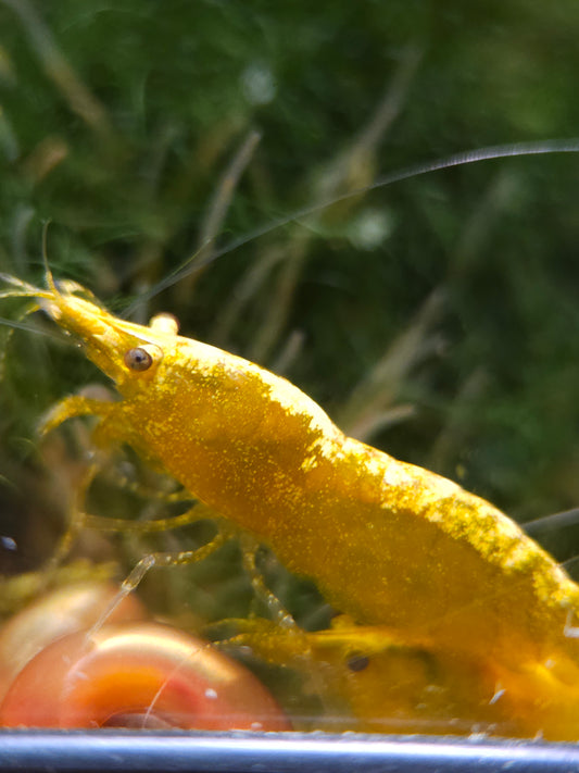 Golden Back Neocaridina