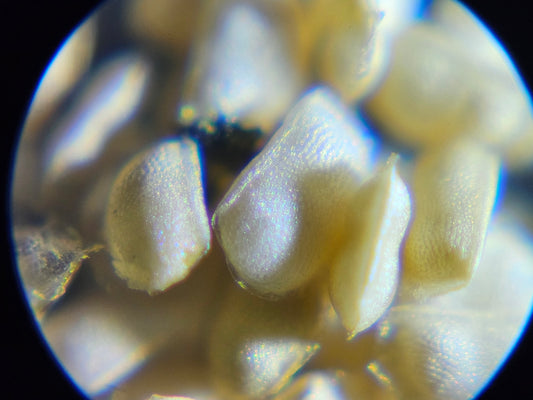 Daphnia Resting Eggs