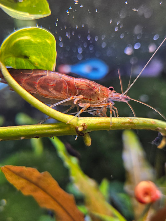 Orange Amano Shrimp
