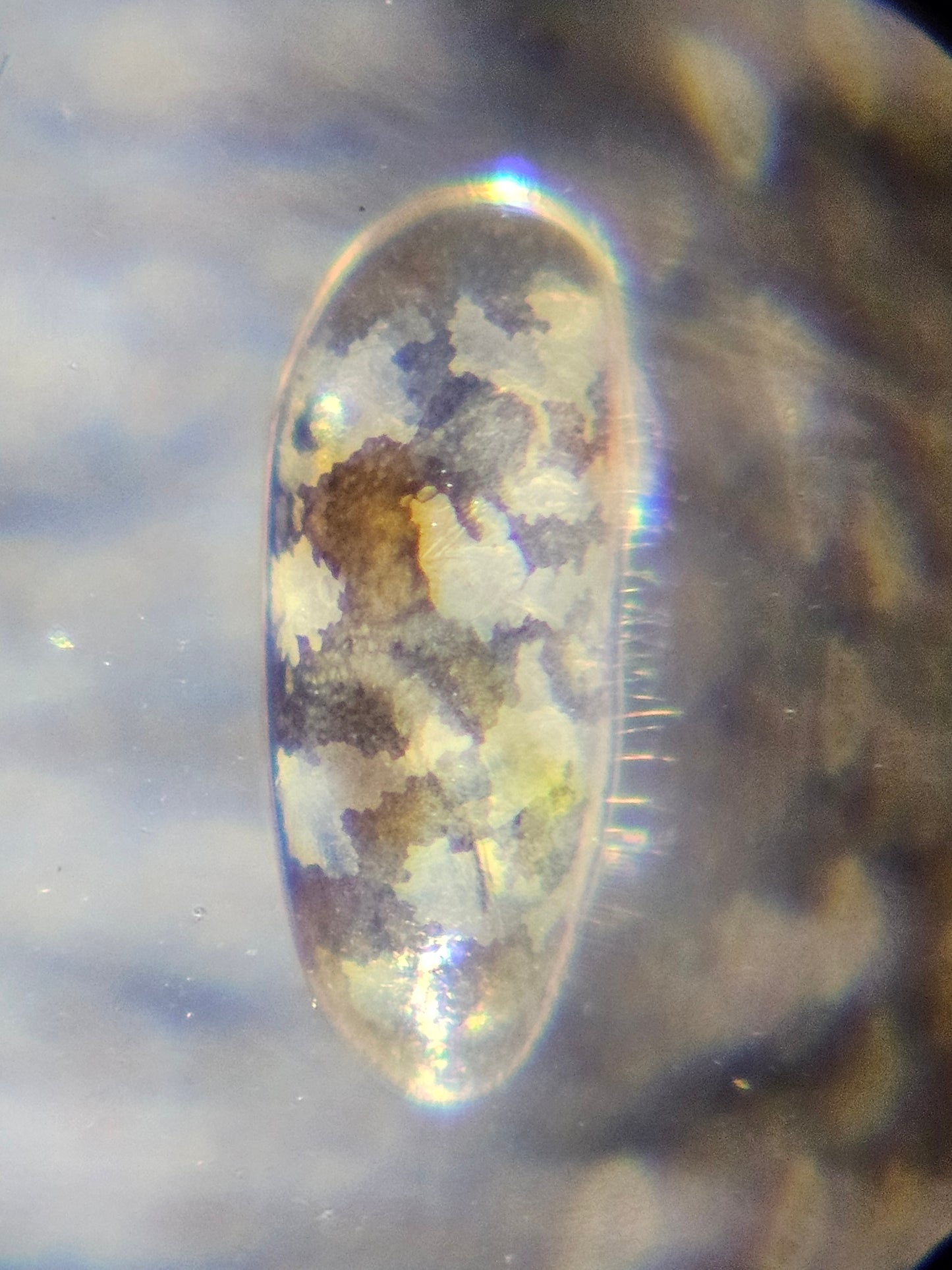Seed Shrimp