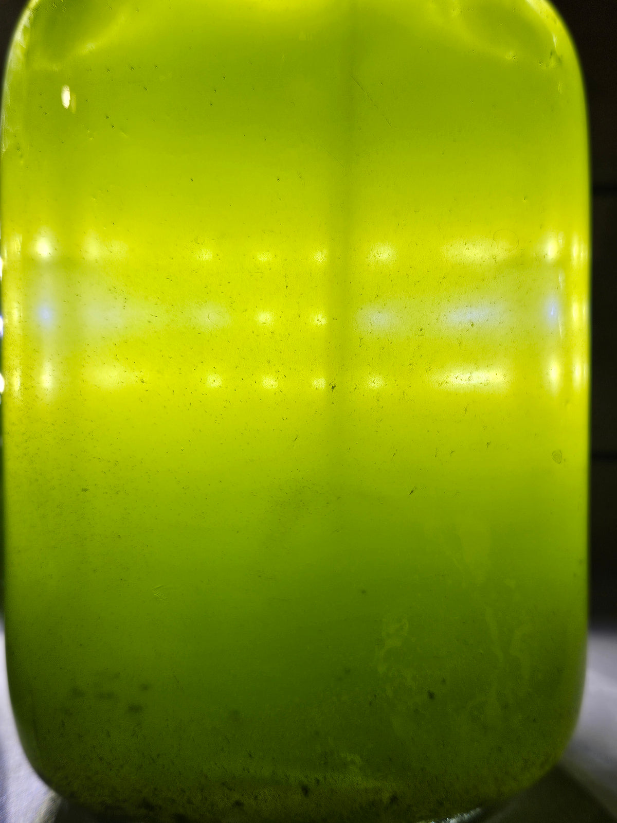 Moina Macrocopa Eggs,Water Flea, Fish Food Live Hi protein Culture Moina Macrocopa Eggs,Water Flea, Fish Food Live Hi protein Culture