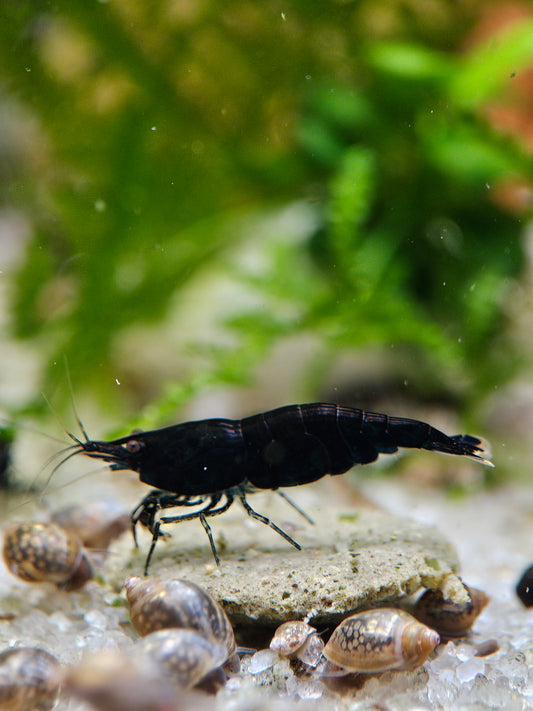 Midnight Blue Neocaridina