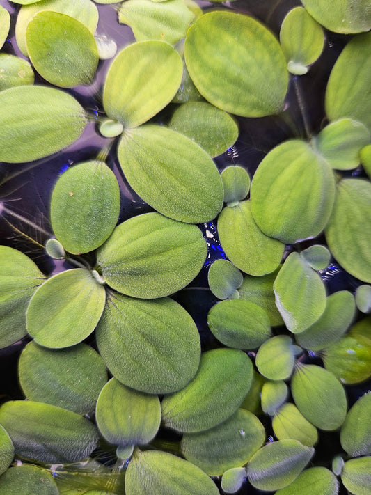 Dwarf Water Lettuce