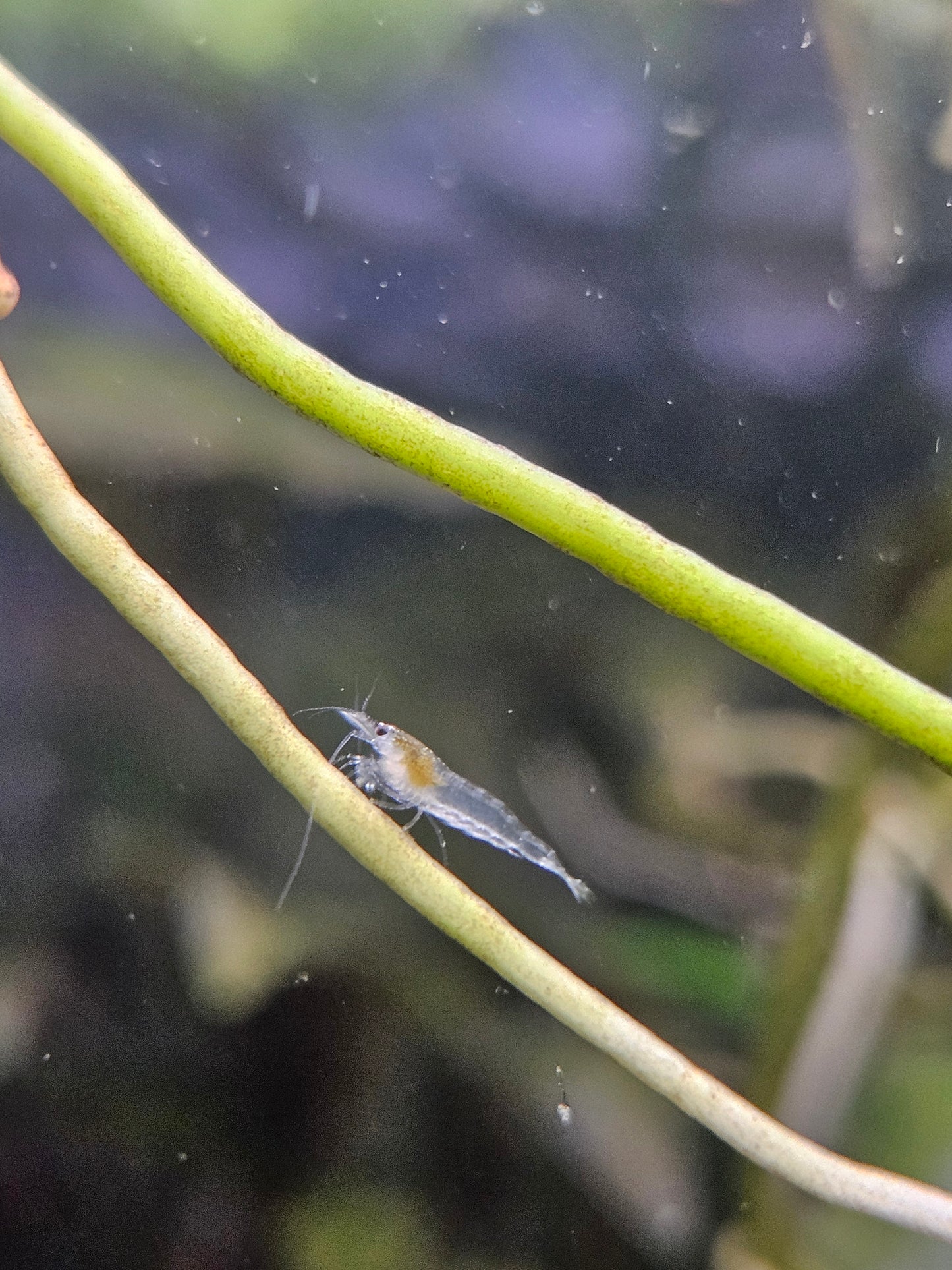 Amano Shrimp White