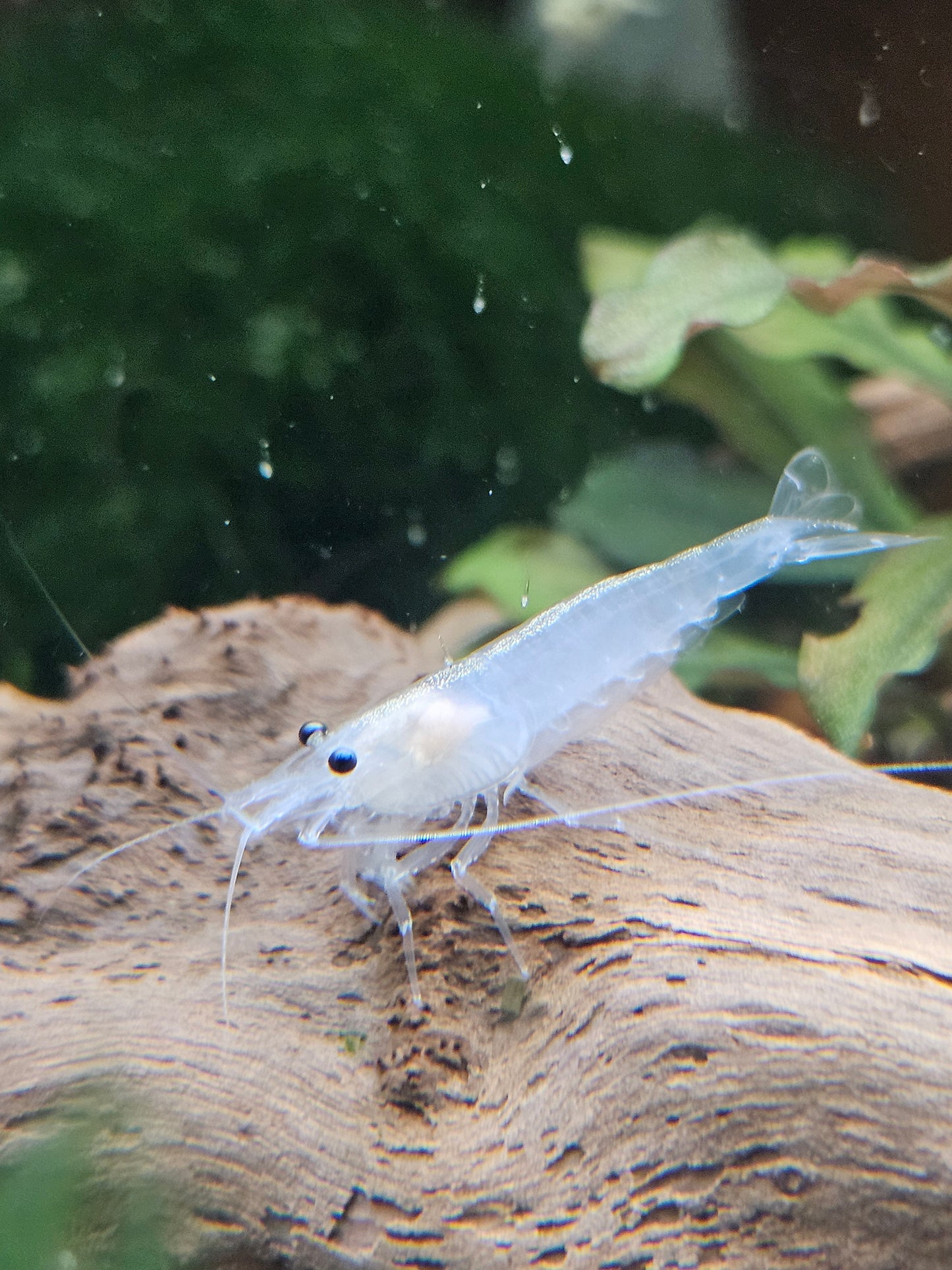 Amano Shrimp White
