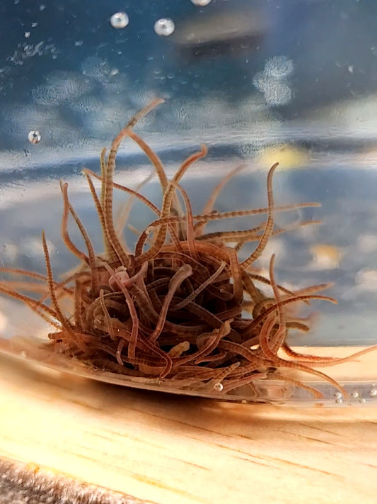 Black Worms