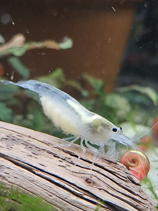 Amano Shrimp White