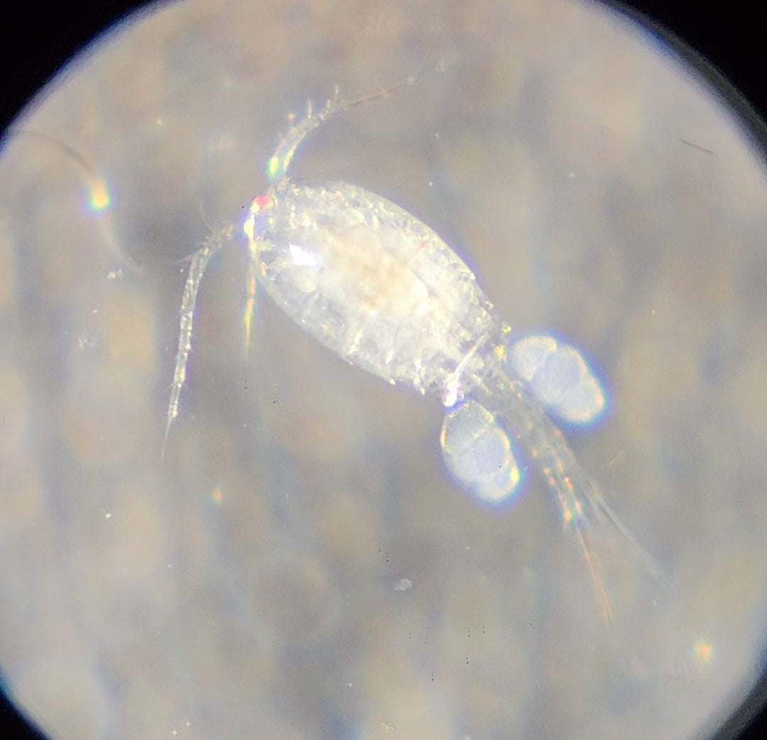Cyclops (Copepods) – Live Fish Food Canada