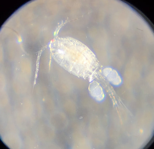 Cyclops (Copepods)
