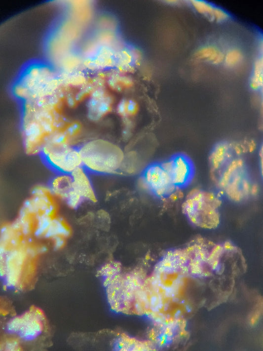 Fresh Water Rotifer Resting Eggs