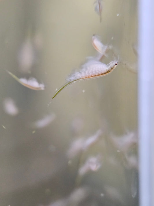 Live Baby Brine Shrimp