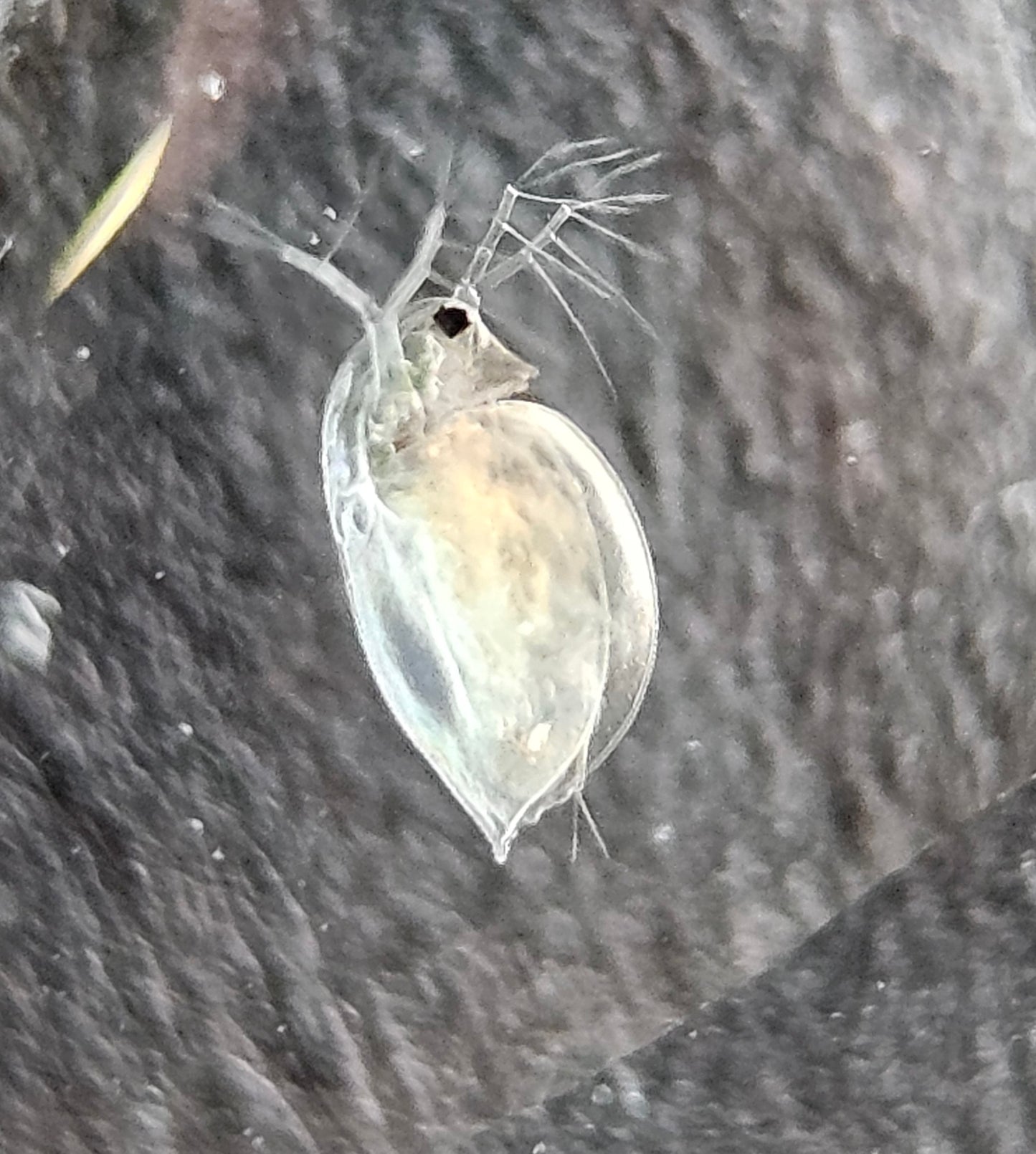 Daphnia